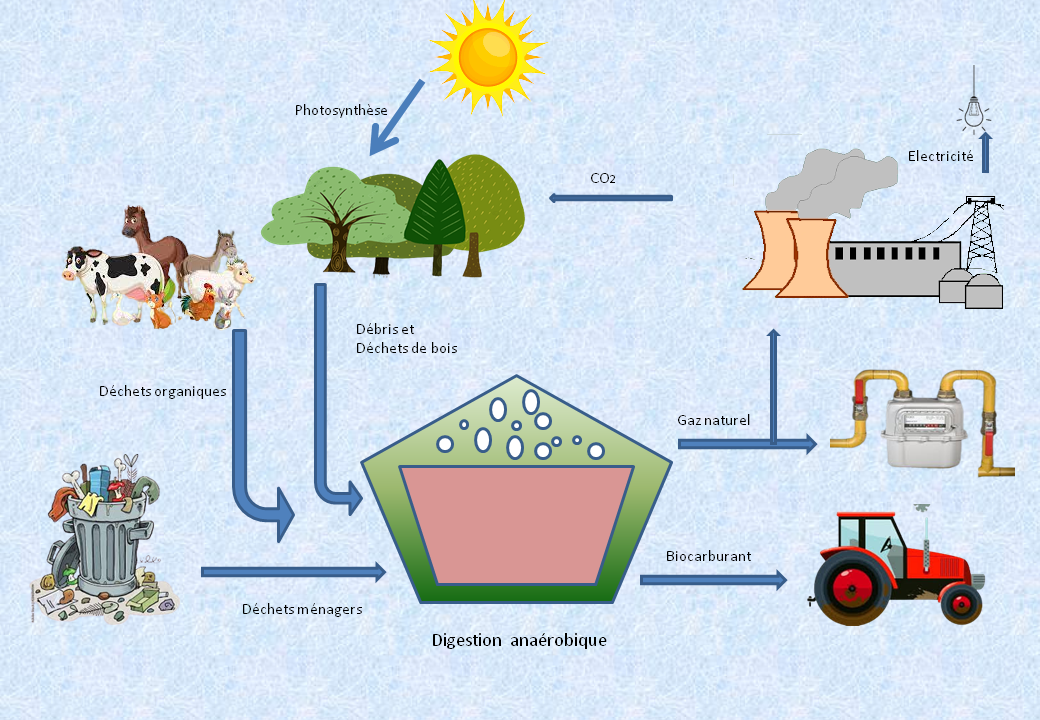 Cycle biomasse